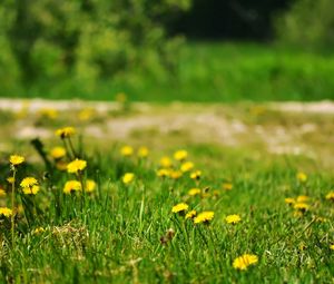 Preview wallpaper dandelions, yellow, grass, glade