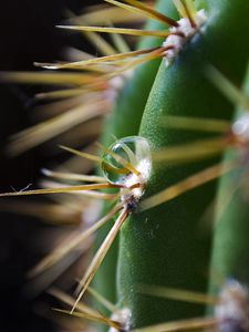 Preview wallpaper dark background, cactus, spines, thorns, green, drop
