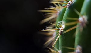 Preview wallpaper dark background, cactus, spines, thorns, green, drop