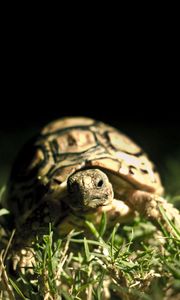 Preview wallpaper dark background, shell, turtle grass, close-up