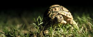 Preview wallpaper dark background, shell, turtle grass, close-up