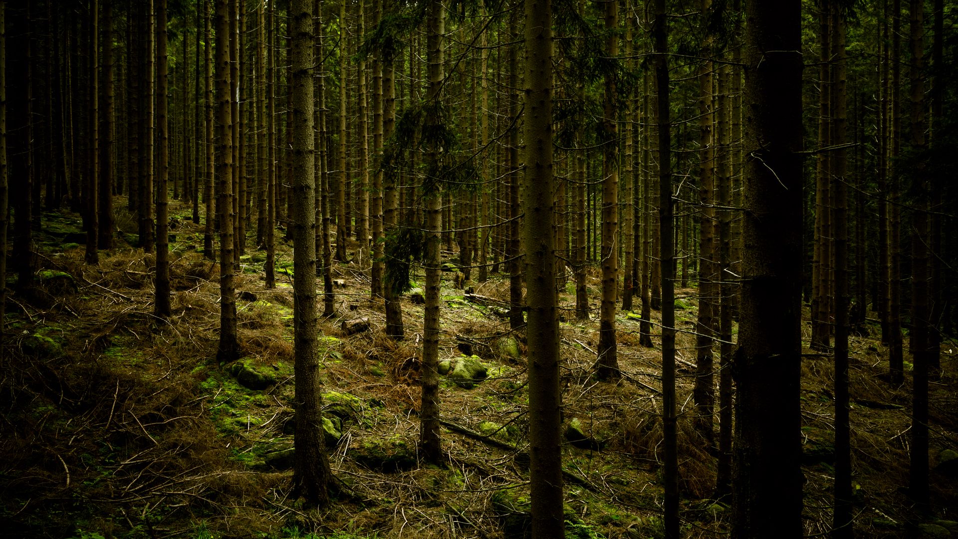 Download wallpaper 1920x1080 dark, forest, trees, gloomy full hd, hdtv,  fhd, 1080p hd background