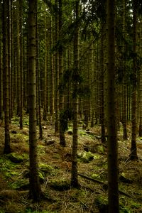 Preview wallpaper dark, forest, trees, gloomy