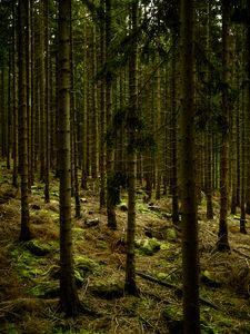 Preview wallpaper dark, forest, trees, gloomy