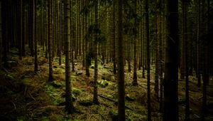 Preview wallpaper dark, forest, trees, gloomy