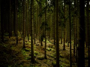 Preview wallpaper dark, forest, trees, gloomy