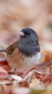 Preview wallpaper dark-eyed junco, bird, leaves, wildlife