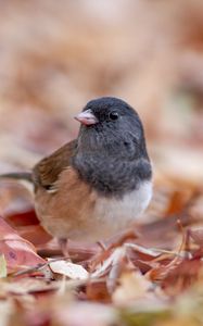 Preview wallpaper dark-eyed junco, bird, leaves, wildlife