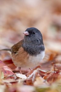 Preview wallpaper dark-eyed junco, bird, leaves, wildlife