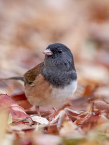 Preview wallpaper dark-eyed junco, bird, leaves, wildlife