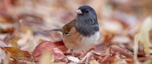 Preview wallpaper dark-eyed junco, bird, leaves, wildlife