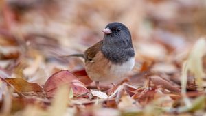 Preview wallpaper dark-eyed junco, bird, leaves, wildlife