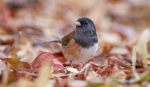 Preview wallpaper dark-eyed junco, bird, leaves, wildlife