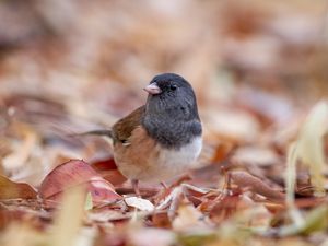 Preview wallpaper dark-eyed junco, bird, leaves, wildlife