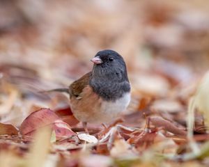 Preview wallpaper dark-eyed junco, bird, leaves, wildlife