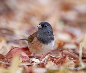 Preview wallpaper dark-eyed junco, bird, leaves, wildlife