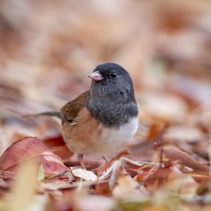 Preview wallpaper dark-eyed junco, bird, leaves, wildlife