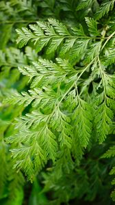 Preview wallpaper davallia canariensis, plant, leaves, macro, green