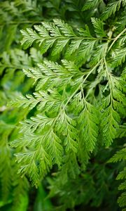 Preview wallpaper davallia canariensis, plant, leaves, macro, green