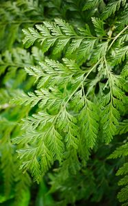 Preview wallpaper davallia canariensis, plant, leaves, macro, green