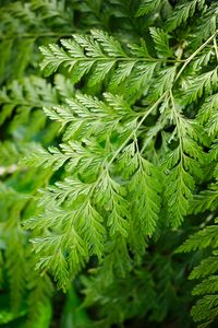 Preview wallpaper davallia canariensis, plant, leaves, macro, green