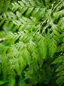 Preview wallpaper davallia canariensis, plant, leaves, macro, green