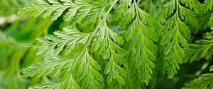 Preview wallpaper davallia canariensis, plant, leaves, macro, green