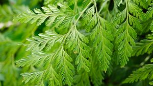 Preview wallpaper davallia canariensis, plant, leaves, macro, green