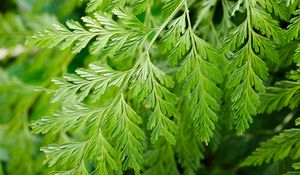 Preview wallpaper davallia canariensis, plant, leaves, macro, green