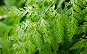 Preview wallpaper davallia canariensis, plant, leaves, macro, green