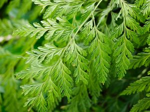 Preview wallpaper davallia canariensis, plant, leaves, macro, green