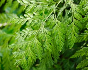 Preview wallpaper davallia canariensis, plant, leaves, macro, green