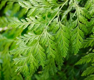 Preview wallpaper davallia canariensis, plant, leaves, macro, green