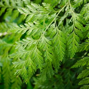 Preview wallpaper davallia canariensis, plant, leaves, macro, green