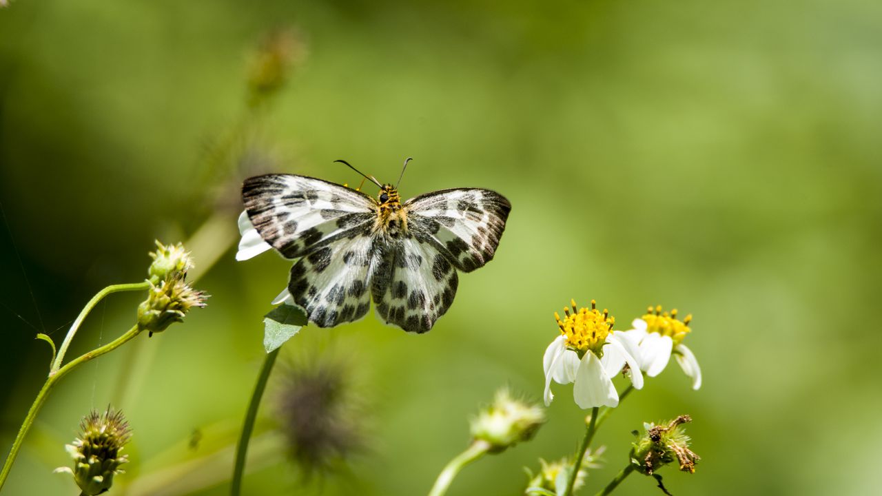 Wallpaper david's flat, butterfly, flowers, macro, blur
