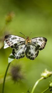 Preview wallpaper david's flat, butterfly, flowers, macro, blur