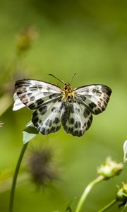 Preview wallpaper david's flat, butterfly, flowers, macro, blur