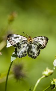 Preview wallpaper david's flat, butterfly, flowers, macro, blur
