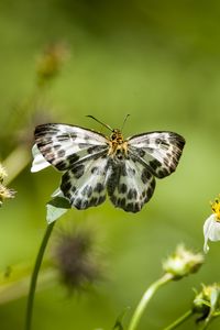 Preview wallpaper david's flat, butterfly, flowers, macro, blur