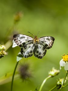 Preview wallpaper david's flat, butterfly, flowers, macro, blur