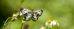 Preview wallpaper david's flat, butterfly, flowers, macro, blur