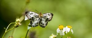 Preview wallpaper david's flat, butterfly, flowers, macro, blur