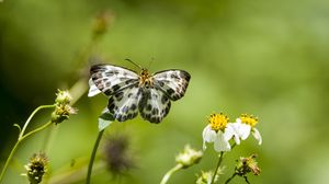 Preview wallpaper david's flat, butterfly, flowers, macro, blur