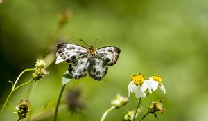 Preview wallpaper david's flat, butterfly, flowers, macro, blur