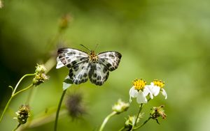 Preview wallpaper david's flat, butterfly, flowers, macro, blur