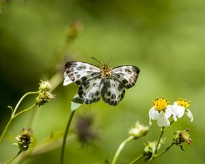 Preview wallpaper david's flat, butterfly, flowers, macro, blur