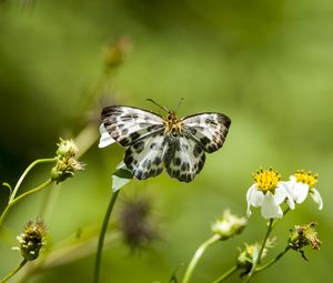 Preview wallpaper david's flat, butterfly, flowers, macro, blur