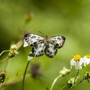 Preview wallpaper david's flat, butterfly, flowers, macro, blur