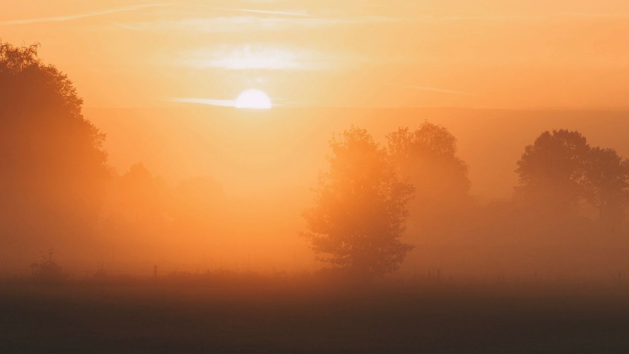 Wallpaper dawn, fog, morning, trees, sun
