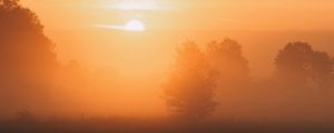 Preview wallpaper dawn, fog, morning, trees, sun